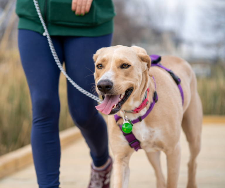 From Paws to Toes: Keeping Both You and Your Pet Healthy